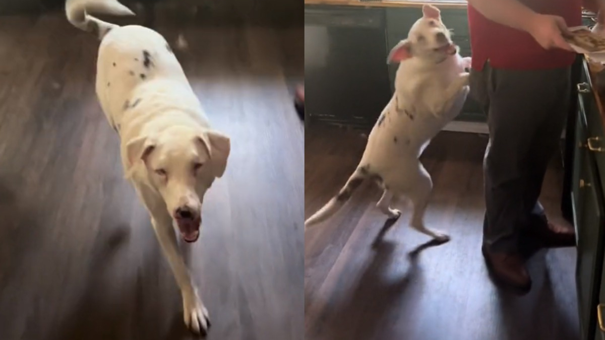 Illustration : "L'émouvante réaction d'un chien sourd et aveugle comprenant que son humain est de retour (vidéo)"
