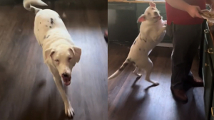 Illustration : L'émouvante réaction d'un chien sourd et aveugle comprenant que son humain est de retour (vidéo)