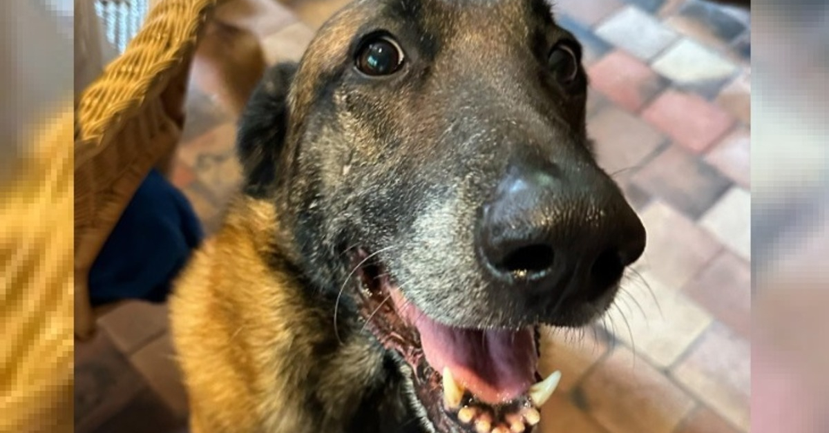 Le chien d'Alain Delon au cœur d'une bataille judiciaire entre les