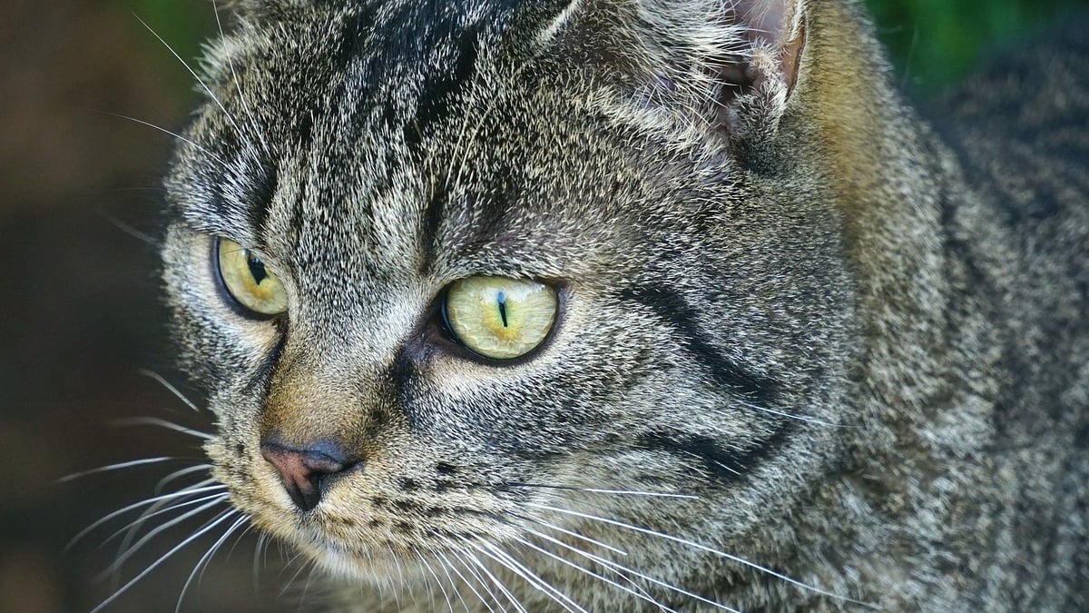 Illustration : "L'admirable résilience d'un chat amputé d'une patte après avoir été la cible d'un tir d'arme à feu"