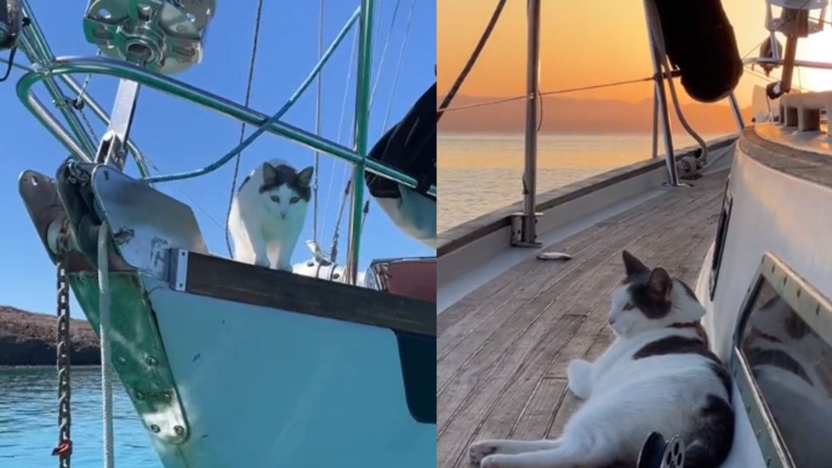 Illustration : "Un chat défie les stéréotypes et devient un véritable aventurier des mers (vidéo)"