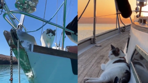 Illustration : "Un chat défie les stéréotypes et devient un véritable aventurier des mers (vidéo)"