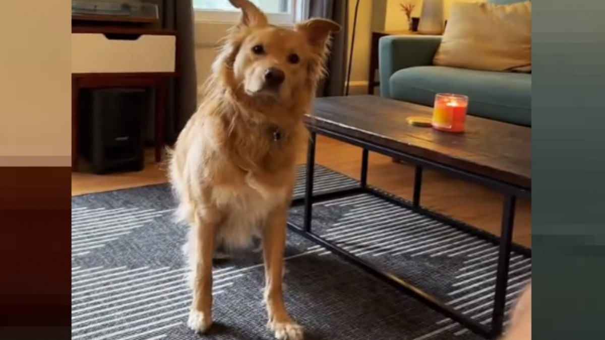 Illustration : "La joie contagieuse d'un chien apprenant que sa mamie vient lui rendre visite (vidéo)"