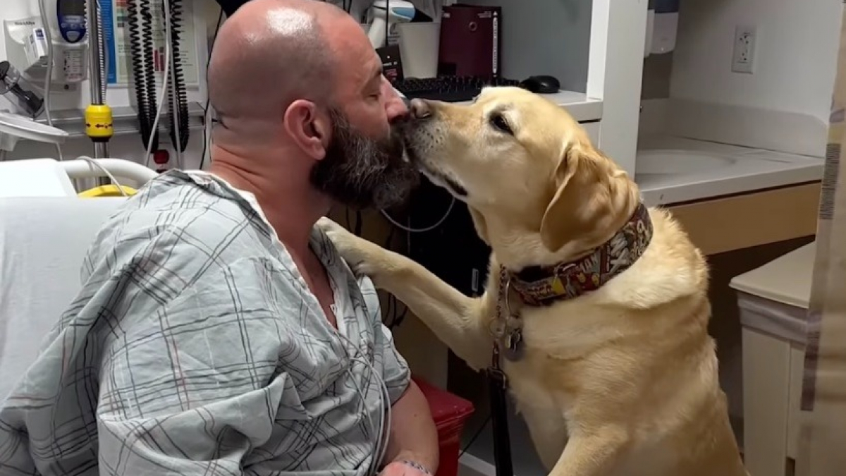 Illustration : "Un chien d’assistance au grand cœur reste au chevet de son maître tout au long de son hospitalisation (vidéo)"
