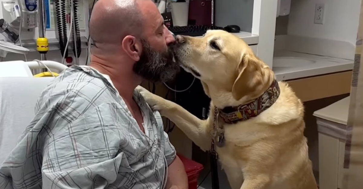 Un chien d’assistance au grand cœur reste au chevet de son maître tout ...