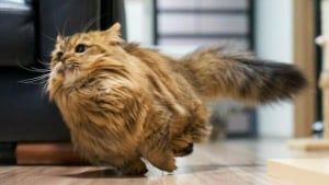 Illustration : "20 photos de chats au comportement insolite qui nous plongent dans leur univers décalé"