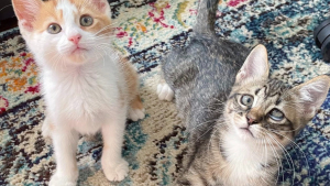 Illustration : 2 chatons en détresse renouent avec le bonheur lorsqu'ils se rencontrent en famille d'accueil