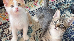 Illustration : "2 chatons en détresse renouent avec le bonheur lorsqu'ils se rencontrent en famille d'accueil"