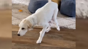 Illustration : "Ses chances de pouvoir marcher à nouveau étaient faibles, mais Lily la chienne était déterminée à relever le défi"