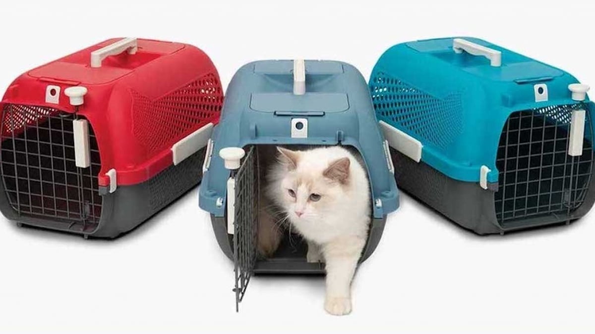 Partez en vacances en toute sécurité avec votre chat grâce aux cages de  transport Catit !