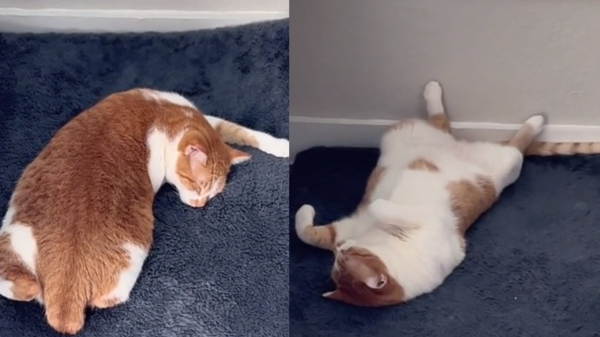 Illustration : "Un chat fait sensation avec ses positions de sommeil hilarantes (vidéo)"