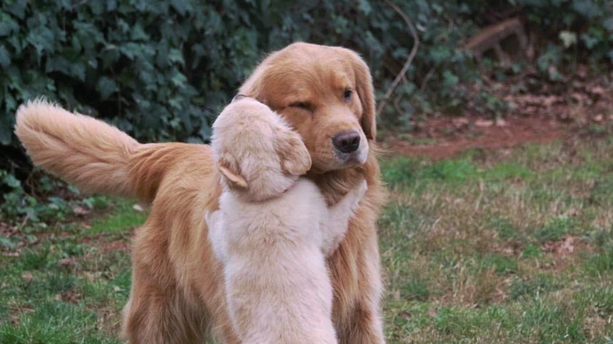 Illustration : "17 photos prouvant que les chiens incarnent l'amour avec un grand A"
