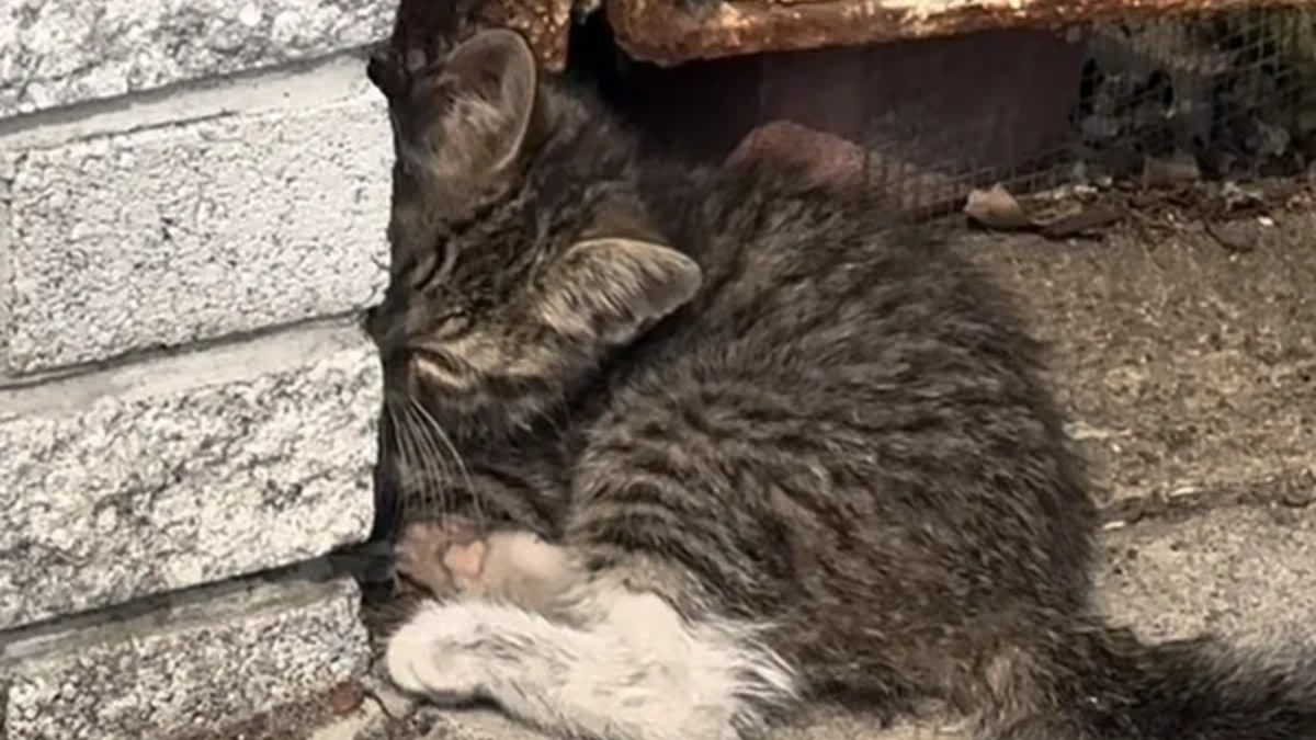 Illustration : "Un chaton errant blessé à la patte passe de la résignation à l'espoir grâce à des âmes bienveillantes"