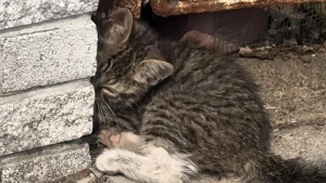 Illustration : "Un chaton errant blessé à la patte passe de la résignation à l'espoir grâce à des âmes bienveillantes"