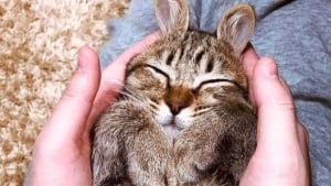 Illustration : "19 photos capturant la magie féline et le lien unique existant entre chats et humains"