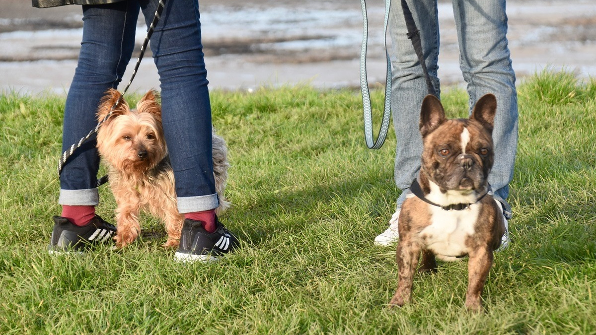 Illustration : "Découvertes, échanges et sécurité : PlayDogs, l'application qui facilite et révolutionne les promenades canines"