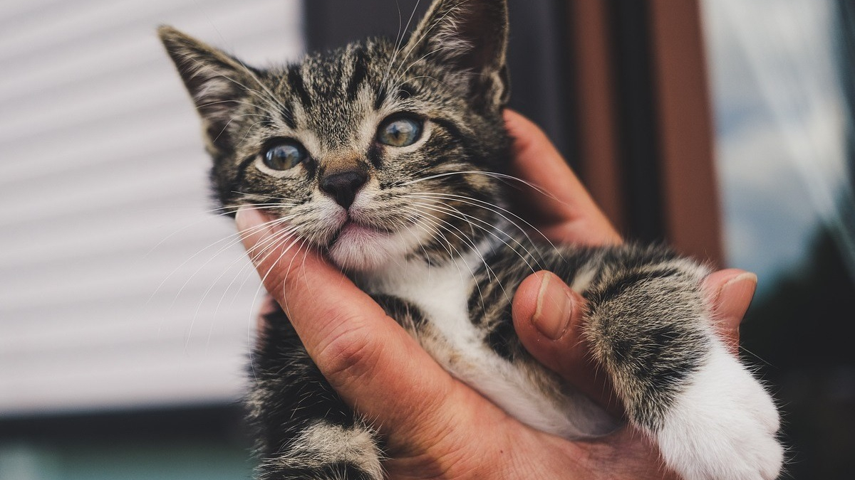 Illustration : "Le geste héroïque d'un couple de retraités change le sort de 4 chatons découverts parmi les déchets"