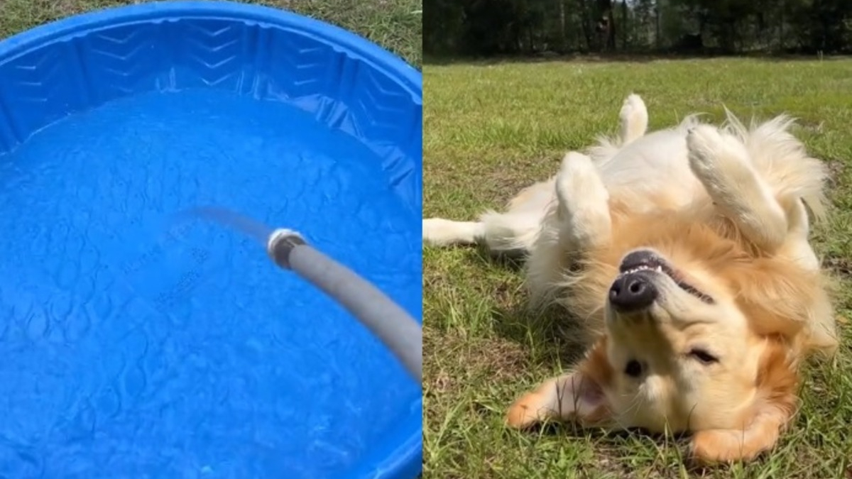 Illustration : "La vidéo hilarante d'un chien faisant fi des efforts de sa propriétaire pour le protéger de la chaleur"