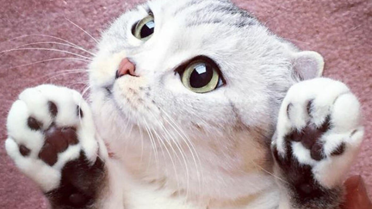 Illustration : "15 photos de Hana, la Scottish Fold au regard sublime et dont la meilleure amie est une perruche"