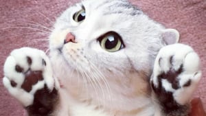 Illustration : "15 photos de Hana, la Scottish Fold au regard sublime et dont la meilleure amie est une perruche"