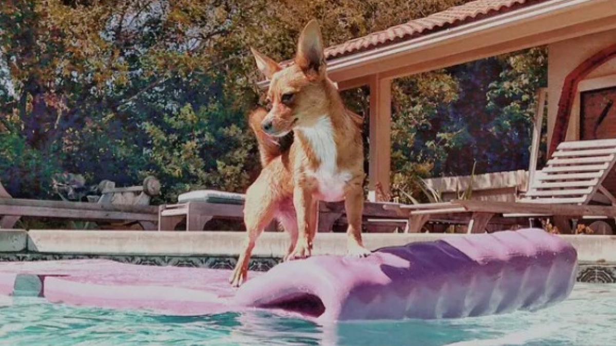 Illustration : "15 chiens ayant adopté le farniente en piscine sur des jouets gonflables"