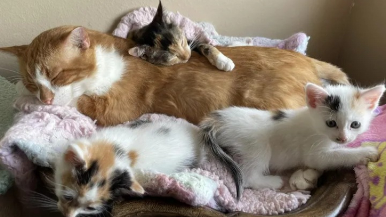 Un chat timide sort pour la première fois de sa cachette pour prendre ...