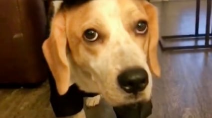 Illustration : Ce chien âgé prend ses médicaments tout seul grâce à l’invention ingénieuse de son propriétaire (vidéo)