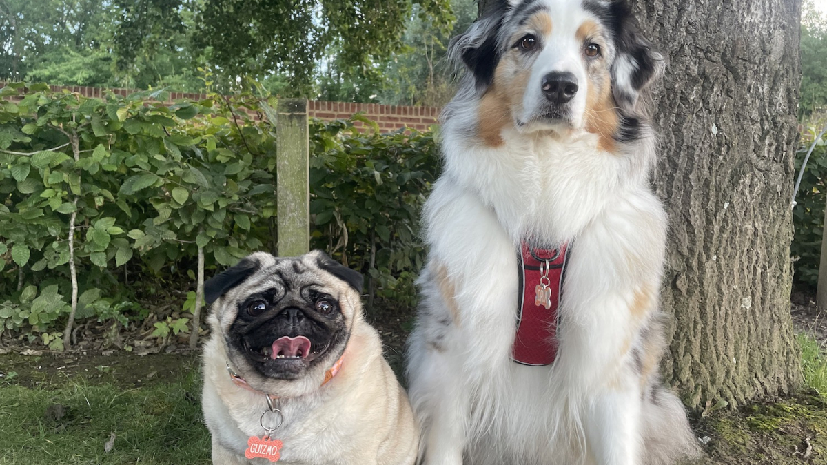 Illustration : "Offrez une médaille personnalisée à votre chien ou chat et facilitez son identification pour seulement 6,90 €"