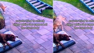 Illustration : "Une chienne se fait attaquer par un coyote alors qu'elle dort paisiblement (vidéo) "