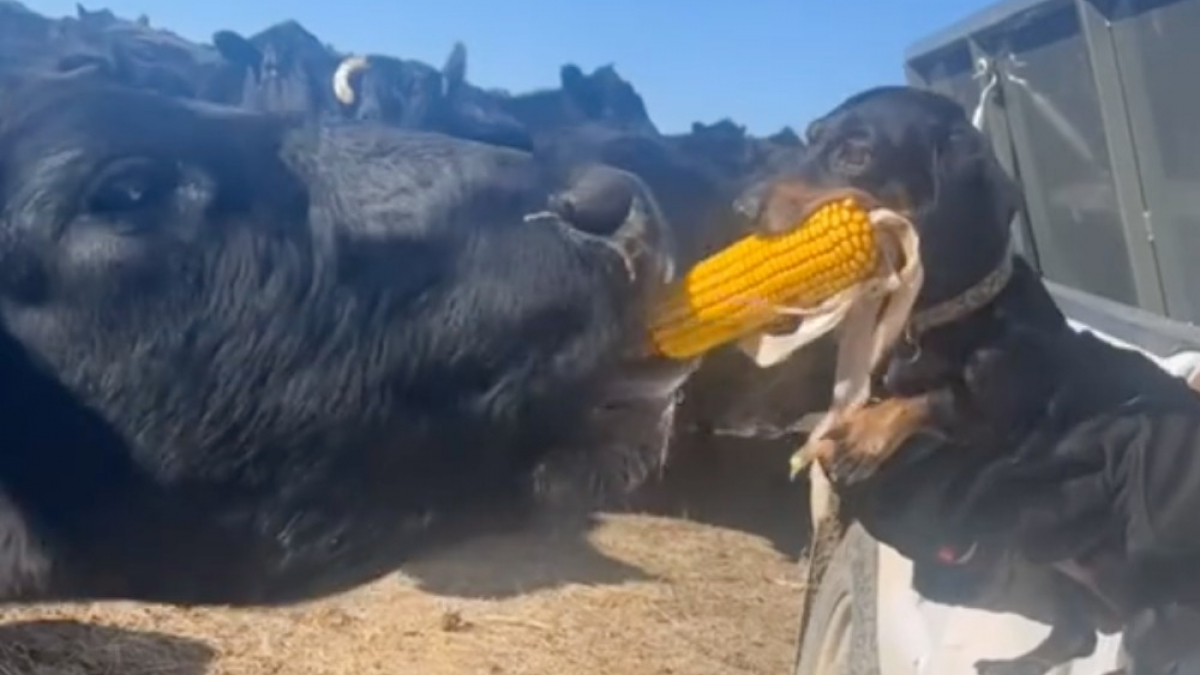 Illustration : "Ce chien fait preuve d'une grande détermination face à une vache qui tente de lui voler son épi de maïs (vidéo)"