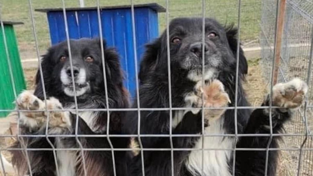 Illustration : "« Ils fatiguent et se résignent » : qui donnera une chance à des chiens roumains vivant dans des conditions précaires ? (Vidéo)"