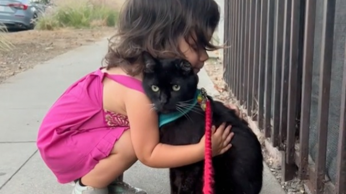 Illustration : "L’adorable vidéo d’un chat à une oreille qui se laisse dorloter par une fillette dans la rue "