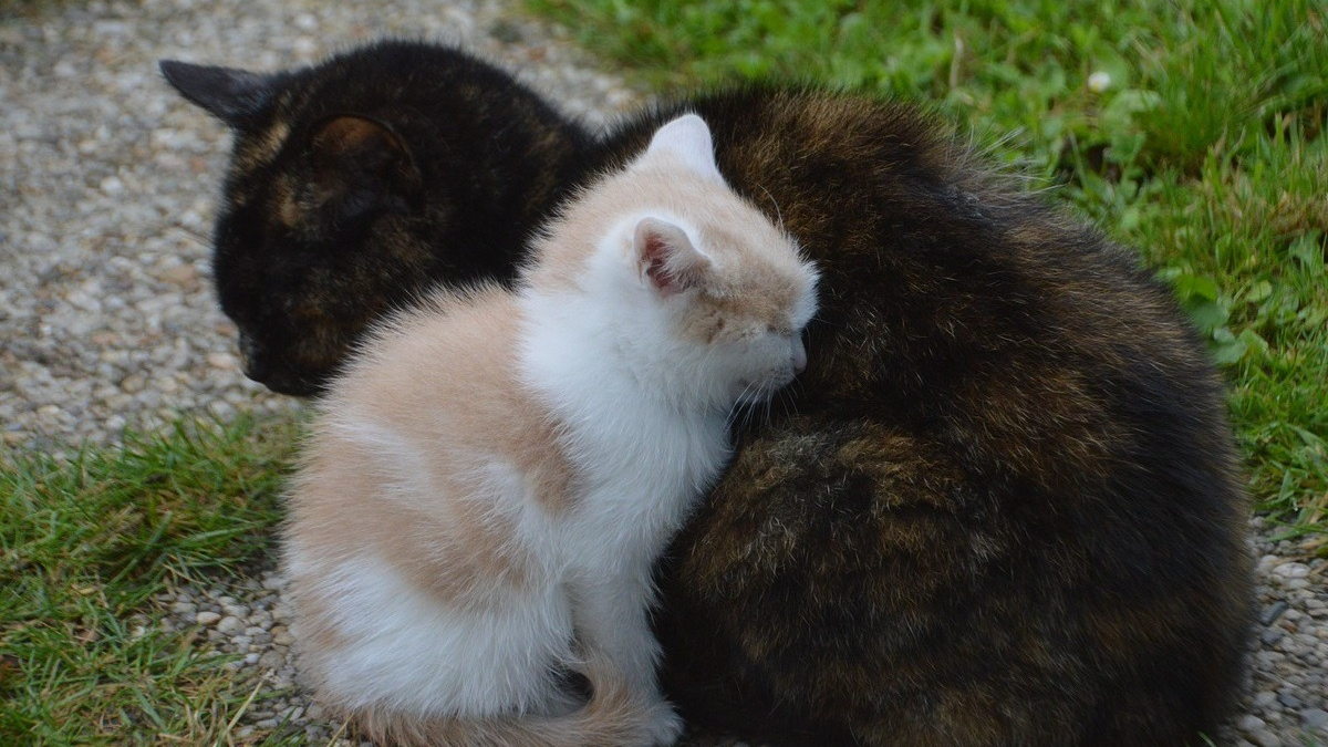 Une maman chat et ses petits pris au piège dans un barbecue