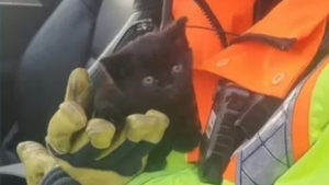 Illustration : "La courageuse intervention d'agents autoroutiers pour tenter de sauver un chaton perdu sur la chaussée"