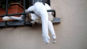 Illustration : "18 photos drôles de chats et chiens pour lesquels le concept de normalité n'existe pas"