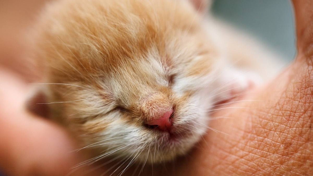 Illustration : "Des voisins unissent leurs forces pour essayer de secourir des chatons nouveau-nés jetés à la poubelle"