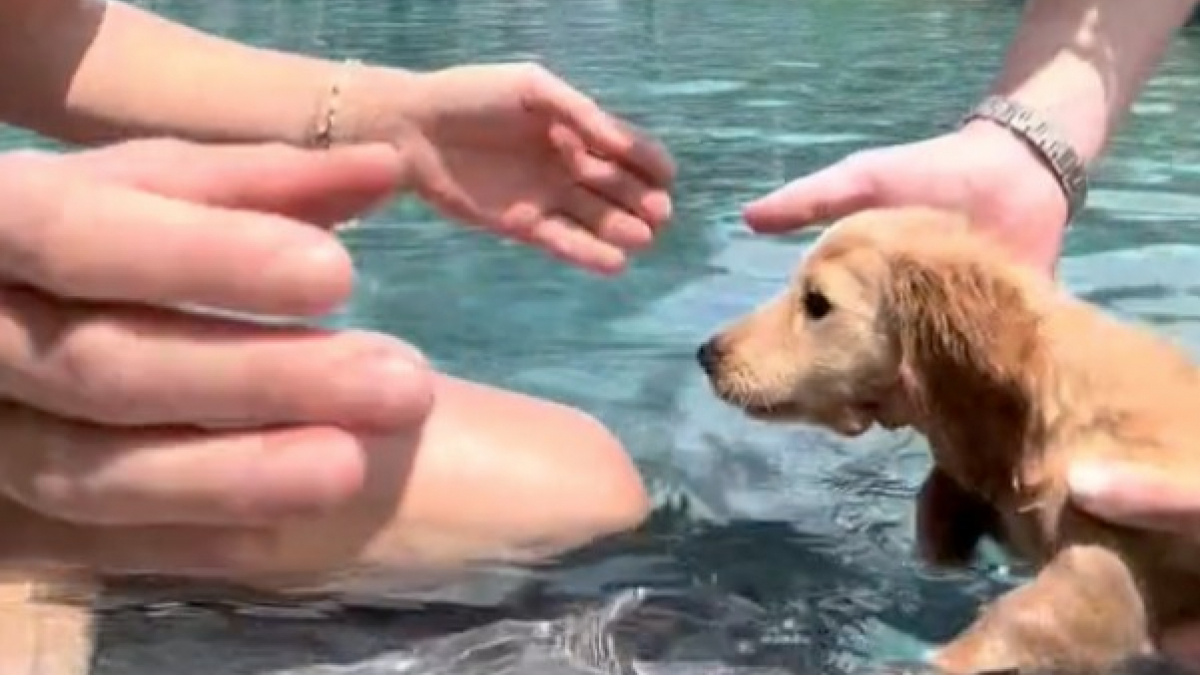 Illustration : "La vidéo adorable d’un chiot Teckel qui apprend à nager a fait fondre le cœur des internautes "