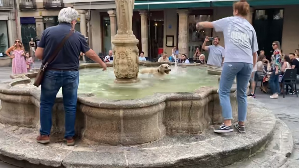 Illustration : "Une chienne repère une fontaine publique et décide d'en faire sa piscine privée (vidéo)"