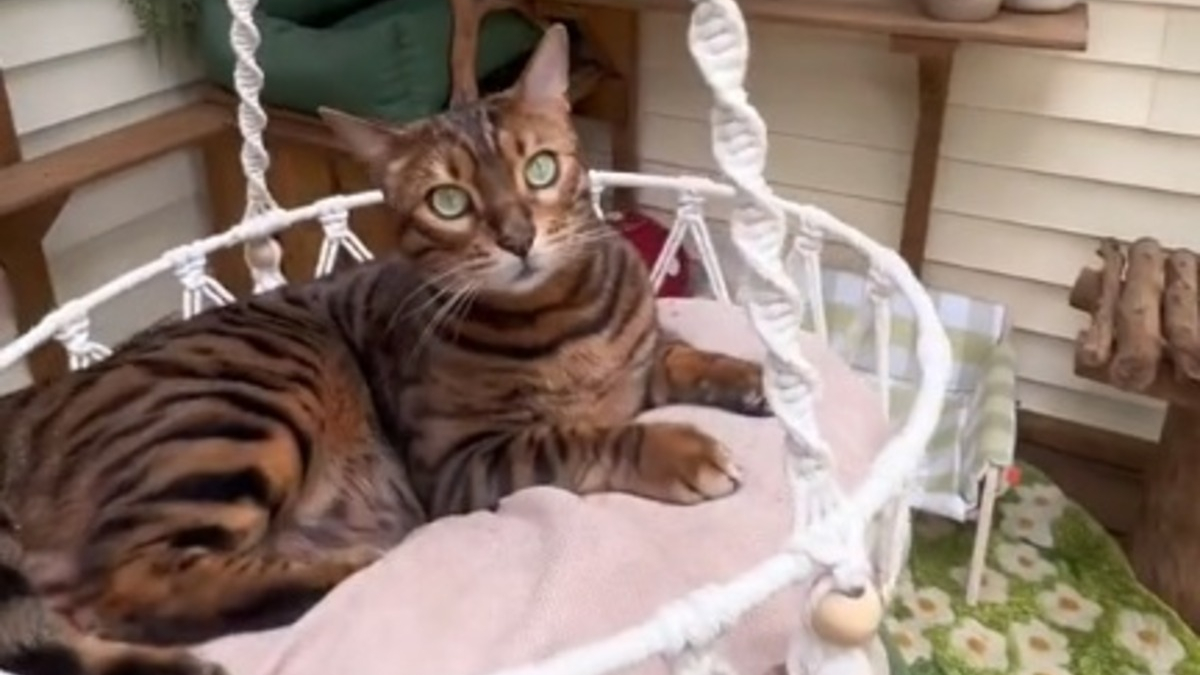 Illustration : "A la rencontre de Jake, un chat Bengal pour qui on a transformé une simple terrasse en paradis félin (vidéo)"