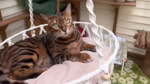 Illustration : "A la rencontre de Jake, un chat Bengal pour qui on a transformé une simple terrasse en paradis félin (vidéo)"