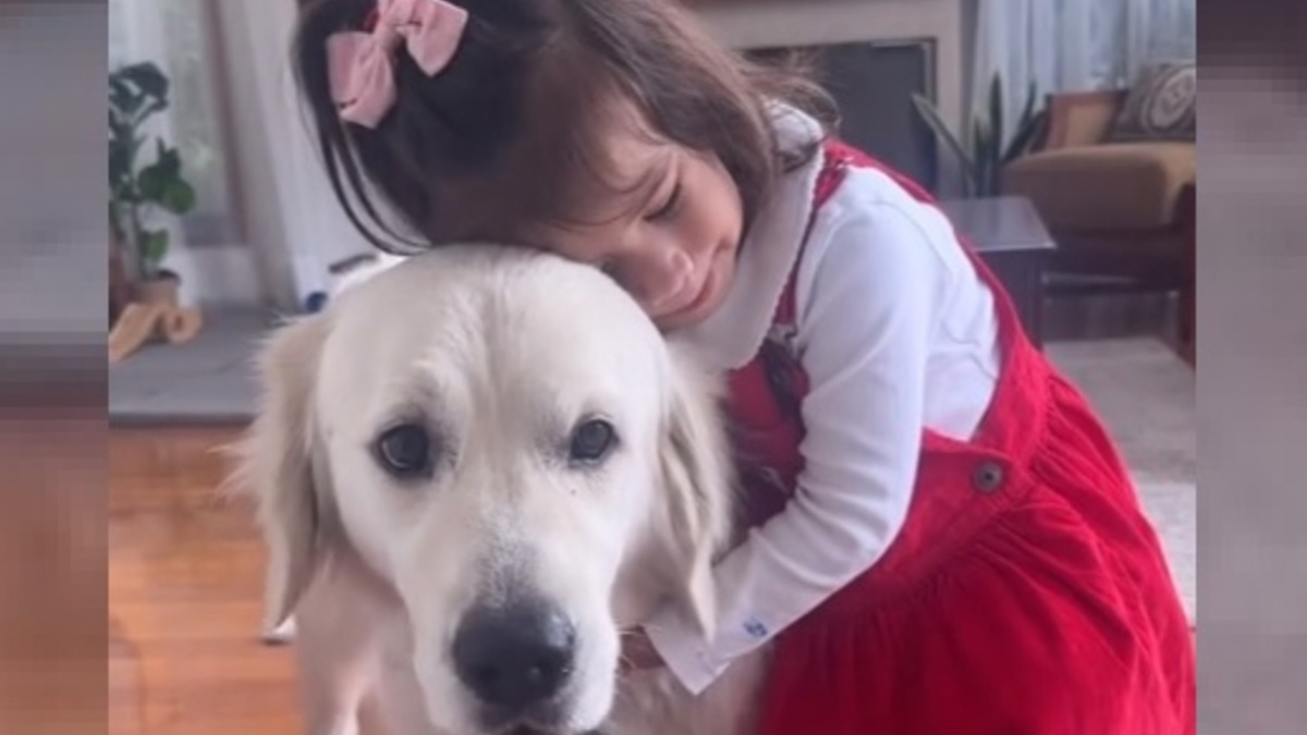 Illustration : "Ce Golden Retriever vigilant et bienveillant prend son rôle de babysitter très à cœur (vidéo)"