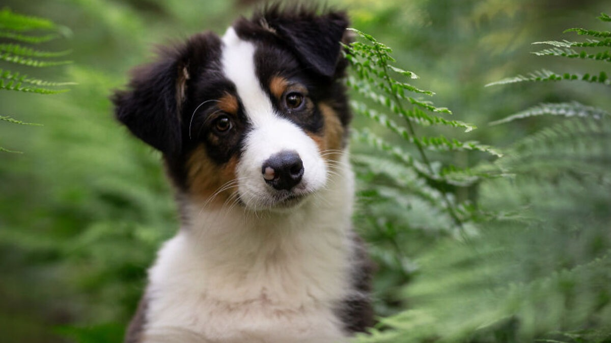 Illustration : "20 nouveaux portraits sublimes de chiens signés Omica, photographe passionnée par l'univers canin"