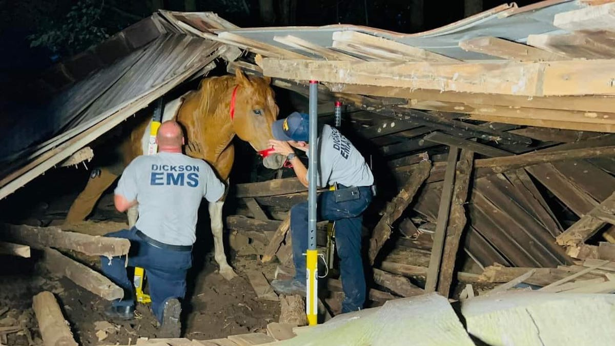 Illustration : "Un cheval pris au piège sous une grange effondrée provoque une opération de sauvetage"