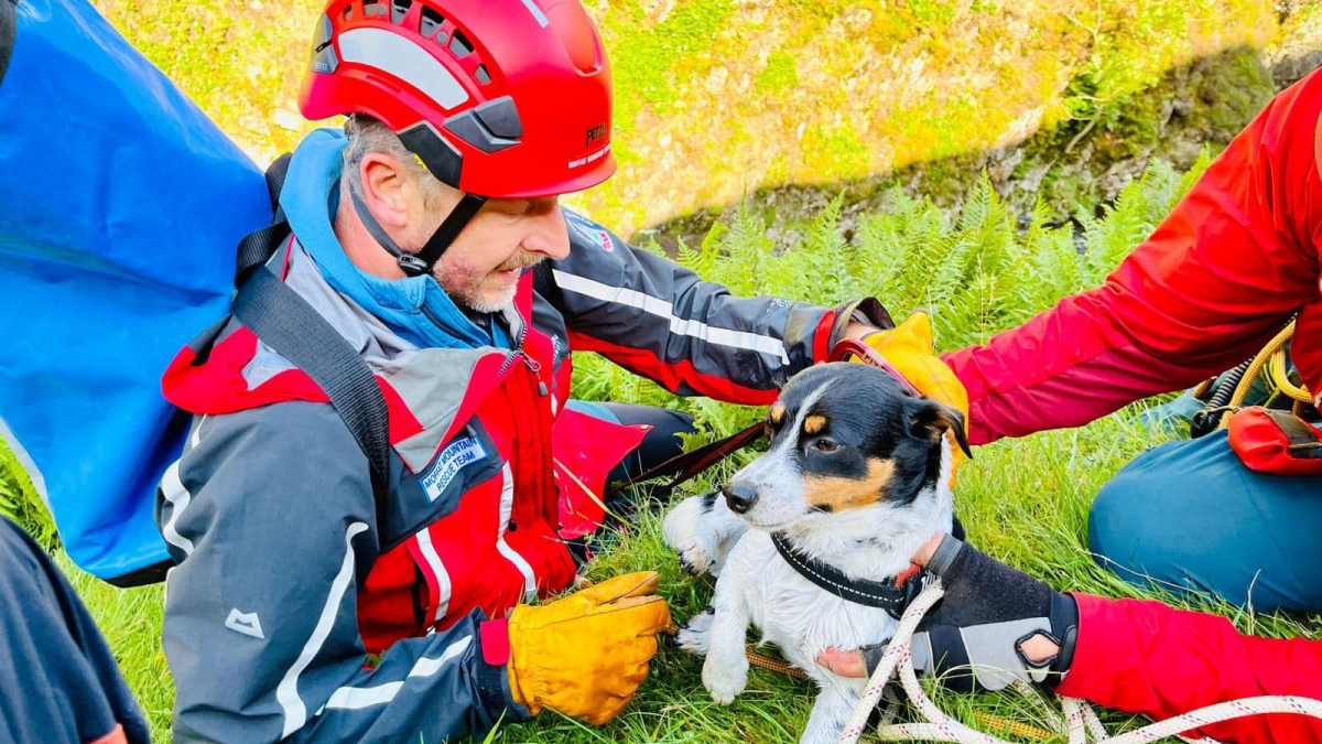 Illustration : "Le dévouement des secouristes pour sauver un chien qui a fait une chute vertigineuse de 60 mètres depuis le haut d'une cascade"
