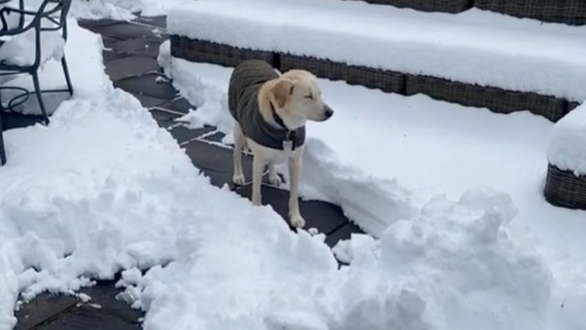 Illustration : "La vidéo hilarante d’une chienne qui fait semblant d’être bloquée par un tas de neige non déblayé"