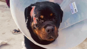 Illustration : "Des nouvelles de Tyron, le Rottweiler victime de sévices extrêmes dont une lame enfoncée dans le crâne"