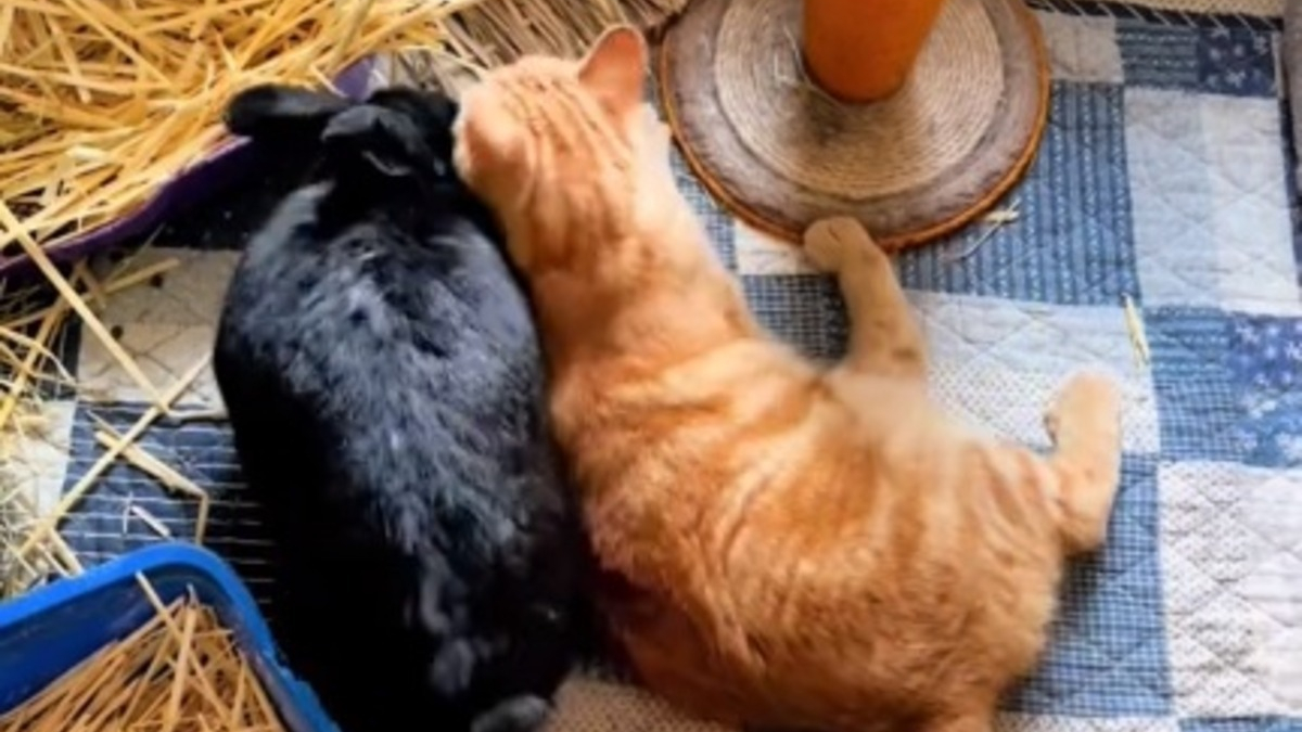Illustration : "Un chat et son ami lapin ont un tendre rituel matinal qu'ils ne manqueraient pour rien au monde (vidéo)"