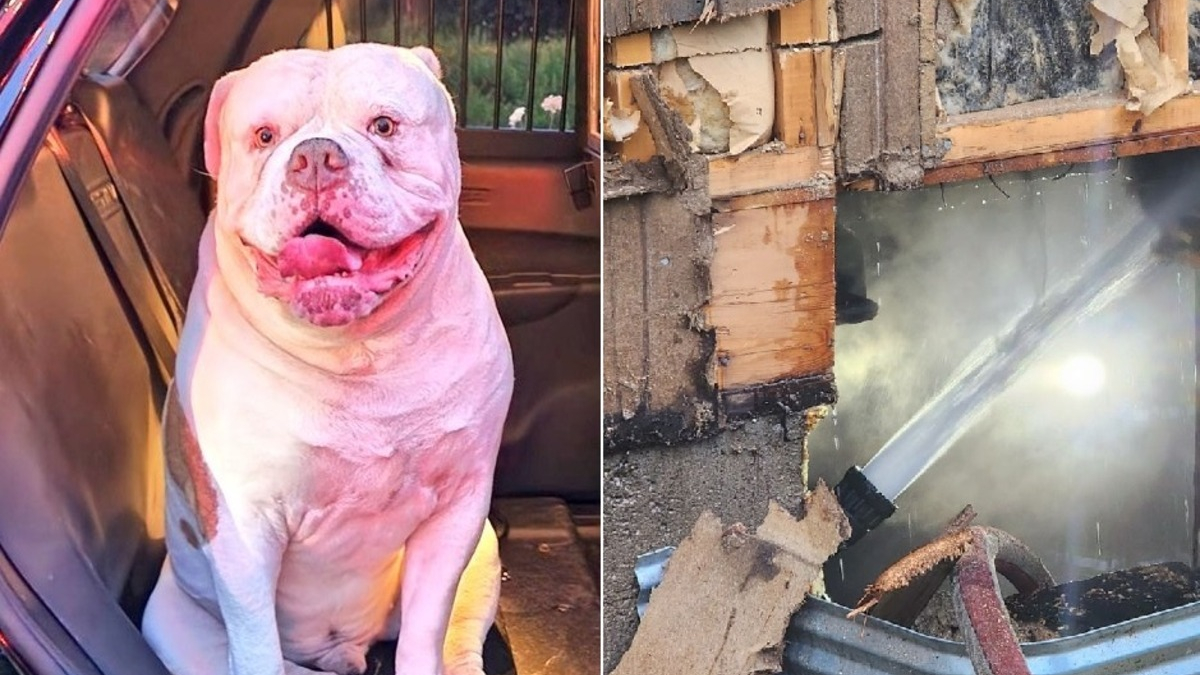 Illustration : "L'instinct héroïque d'un Bulldog Américain l'amène à protéger toute sa famille menacée par un incendie"
