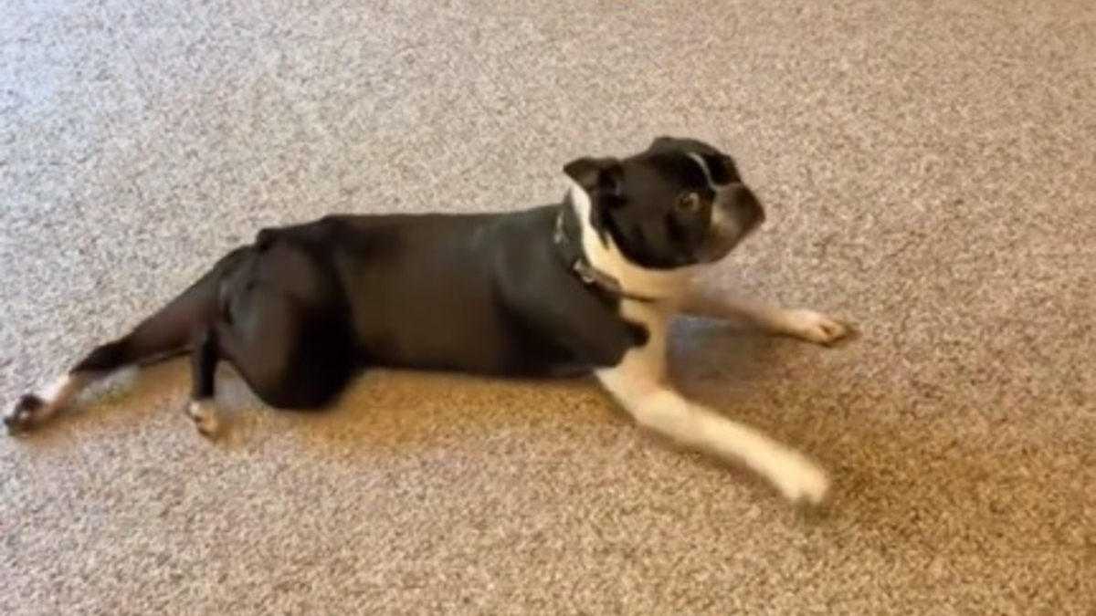 Illustration : "Ce Boston Terrier fait tout un drame après s'être fait couper les griffes (vidéo)"