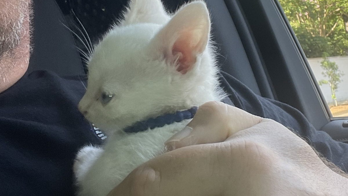 Illustration : "Un chaton blanc, passager inattendu découvert par la police dans une voiture chassée lors d'une course poursuite"